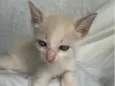 gatinho branco