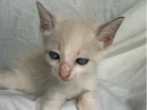 Gato raça SRD-ViraLata idade Abaixo de 2 meses nome gatinho branco