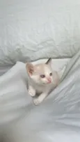 gatinha branca 