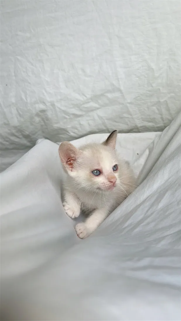 Gato raça SRD-ViraLata idade Abaixo de 2 meses nome gatinha branca 