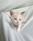 gatinha branca 