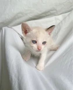 Gato raça SRD-ViraLata idade Abaixo de 2 meses nome gatinha branca 