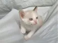 gatinha branca 