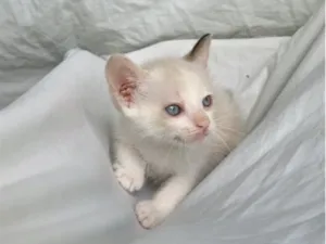 Gato raça SRD-ViraLata idade Abaixo de 2 meses nome gatinha branca 