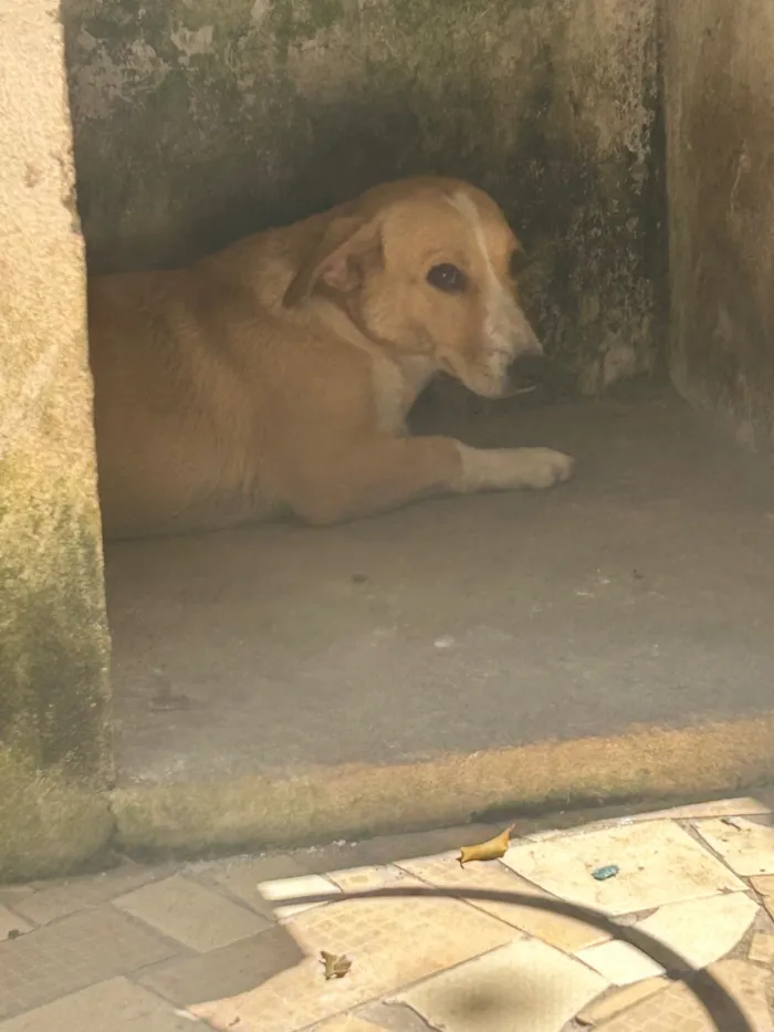 Cachorro raça SRD-ViraLata idade 3 anos nome Bela e pirata 