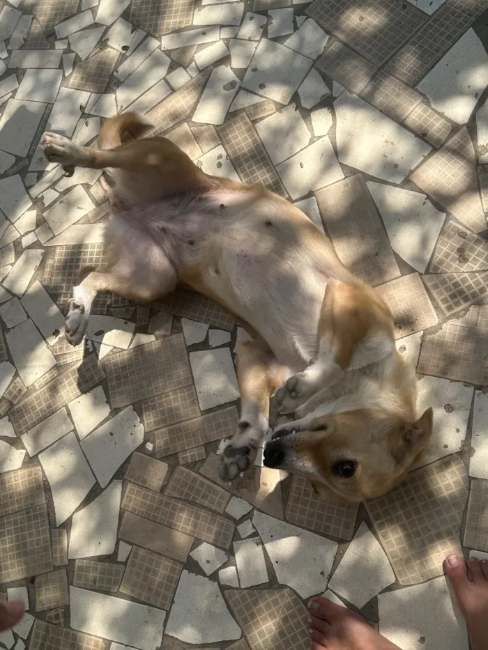 Cachorro raça SRD-ViraLata idade 3 anos nome Bela e pirata 