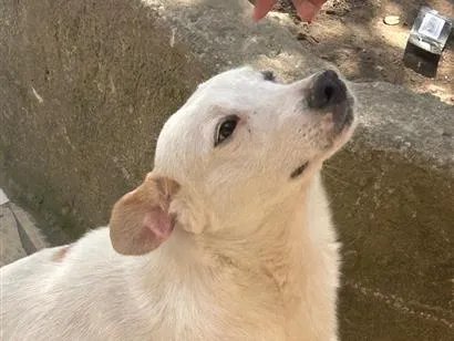 Cachorro raça SRD-ViraLata idade 3 anos nome Bela e pirata 