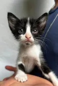 gatinho branco e preto