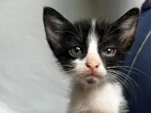 Gato raça SRD-ViraLata idade Abaixo de 2 meses nome gatinho branco e preto