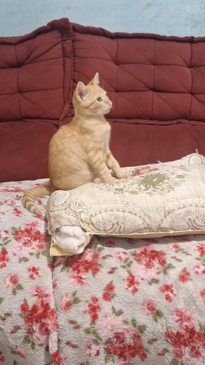 Gato raça SRD-ViraLata idade 2 a 6 meses nome Amarelinho