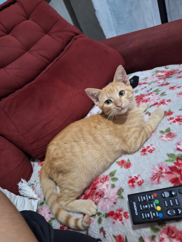Gato raça SRD-ViraLata idade 2 a 6 meses nome Amarelinho