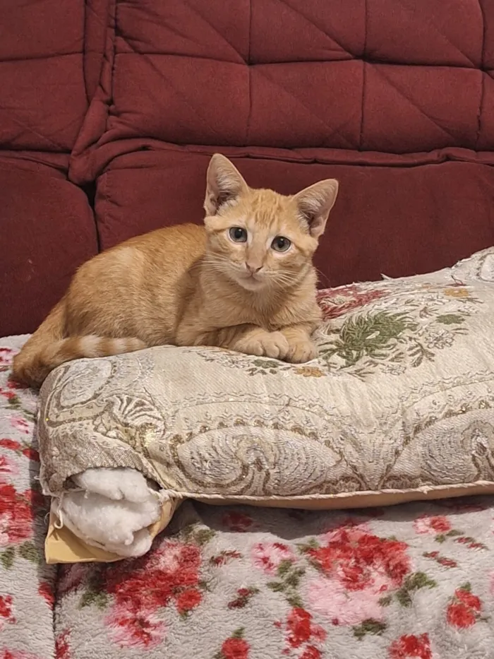 Gato raça SRD-ViraLata idade 2 a 6 meses nome Amarelinho