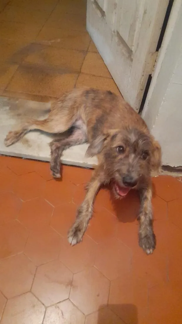 Cachorro raça SRD-ViraLata idade 2 a 6 meses nome Meg
