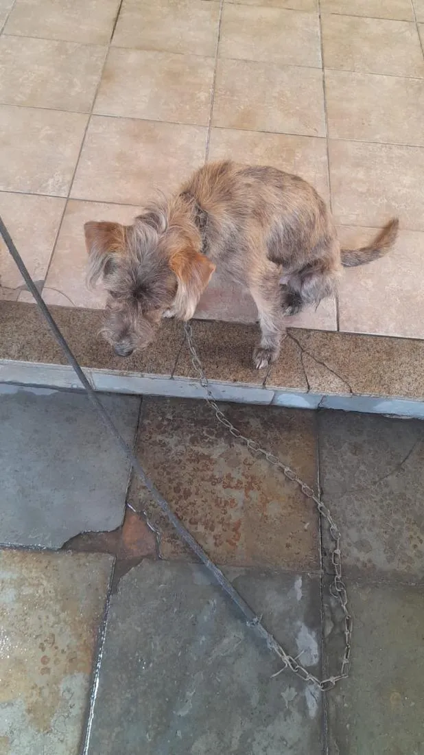 Cachorro raça SRD-ViraLata idade 2 a 6 meses nome Meg