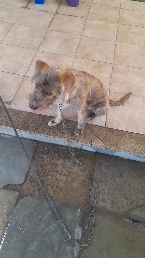 Cachorro raça SRD-ViraLata idade 2 a 6 meses nome Meg