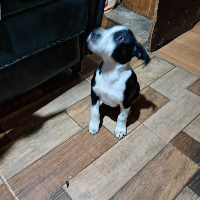 Cachorro raça SRD-ViraLata idade 2 a 6 meses nome cachorrinho 