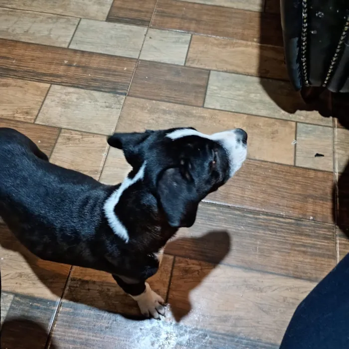 Cachorro raça SRD-ViraLata idade 2 a 6 meses nome cachorrinho 