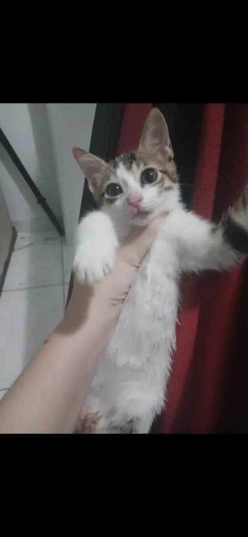 Gato raça SRD-ViraLata idade 2 a 6 meses nome Safir