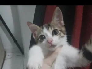 Gato raça SRD-ViraLata idade 2 a 6 meses nome Safir