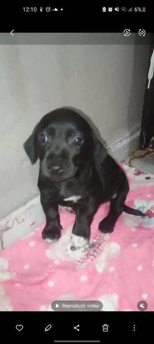 Cachorro raça Cocker idade 2 a 6 meses nome Pérola