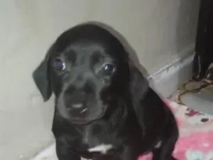 Cachorro raça Cocker idade 2 a 6 meses nome Pérola