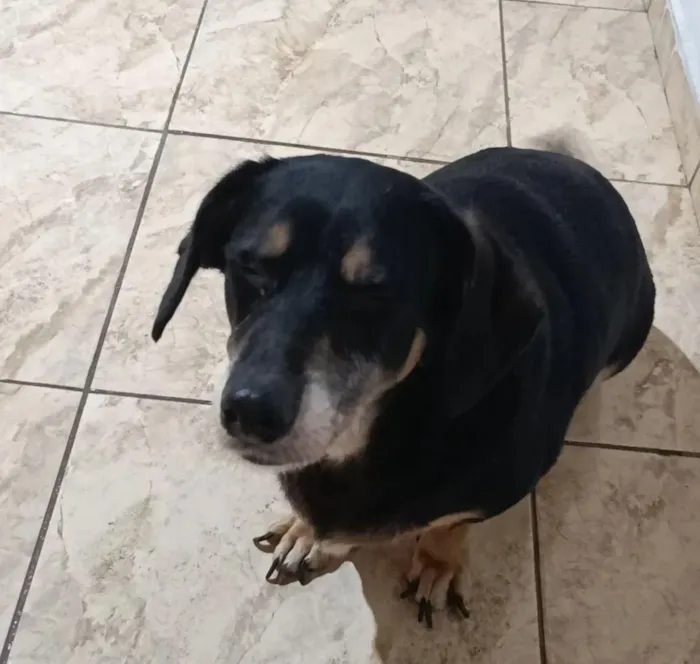 Cachorro raça SRD-ViraLata idade 6 ou mais anos nome Pandora