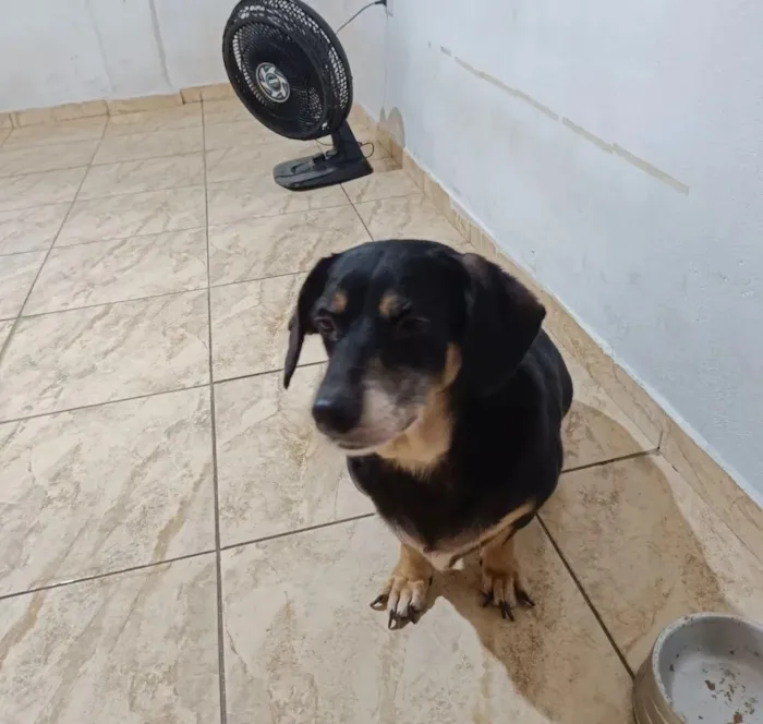Cachorro raça SRD-ViraLata idade 6 ou mais anos nome Pandora
