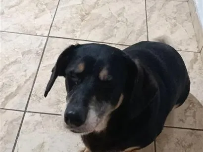 Cachorro raça SRD-ViraLata idade 6 ou mais anos nome Pandora