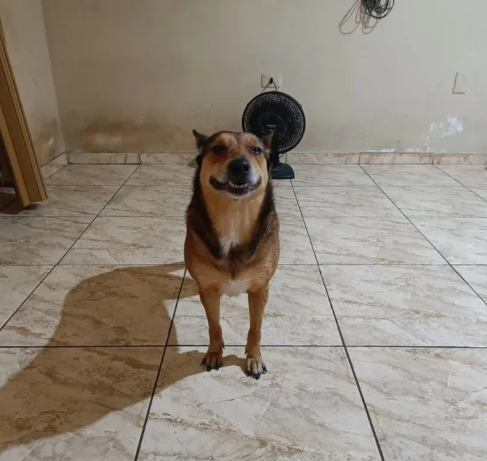 Cachorro raça SRD-ViraLata idade 6 ou mais anos nome Perola