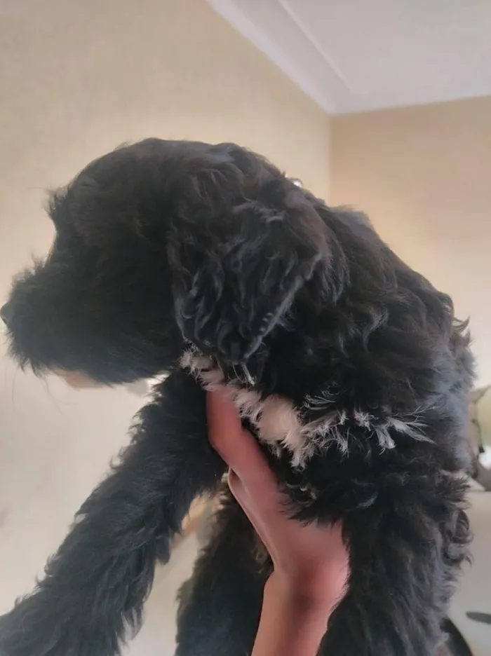 Cachorro raça SRD-ViraLata idade 2 a 6 meses nome poodle preto peludo 