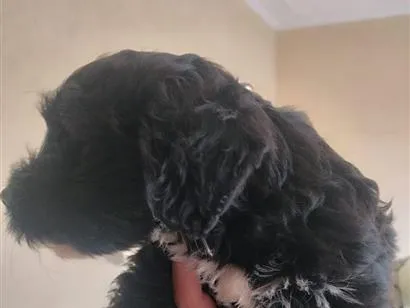 Cachorro raça SRD-ViraLata idade 2 a 6 meses nome poodle preto peludo 