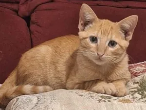 Gato raça SRD-ViraLata idade 2 a 6 meses nome Amarelinho