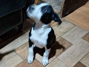Cachorro raça SRD-ViraLata idade 2 a 6 meses nome cachorrinho 