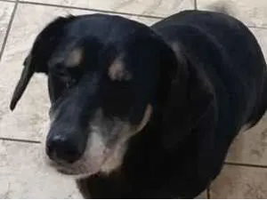 Cachorro raça SRD-ViraLata idade 6 ou mais anos nome Pandora