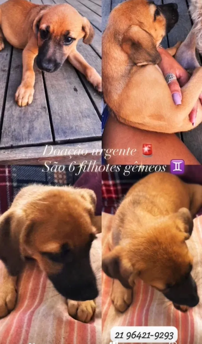 Cachorro raça SRD-ViraLata idade 2 a 6 meses nome Doação urgente 6 bebês lindinhos idênticos 