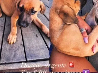 Cachorro raça SRD-ViraLata idade 2 a 6 meses nome Doação urgente 6 bebês lindinhos idênticos 