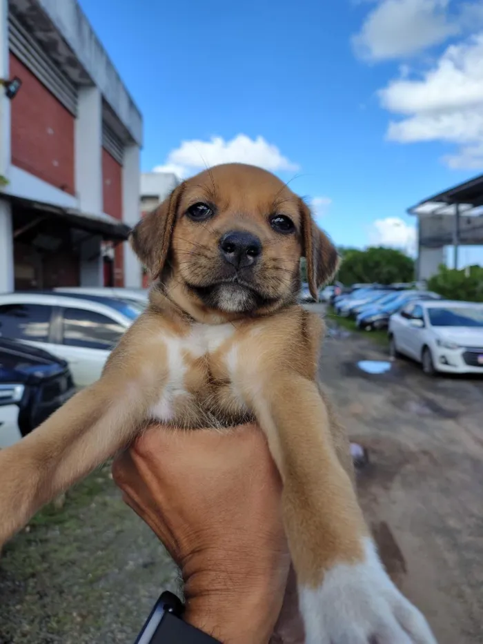 Cachorro raça SRD-ViraLata idade 2 a 6 meses nome Sem nome 