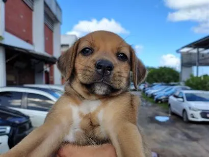 Cachorro raça SRD-ViraLata idade 2 a 6 meses nome Sem nome 
