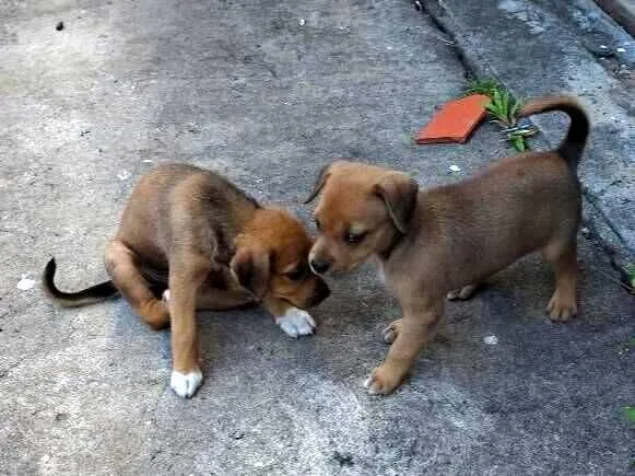 Cachorro raça SRD-ViraLata idade 2 a 6 meses nome Sem nome 