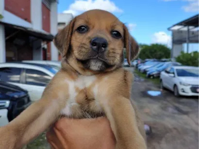 Cachorro raça SRD-ViraLata idade 2 a 6 meses nome Sem nome 