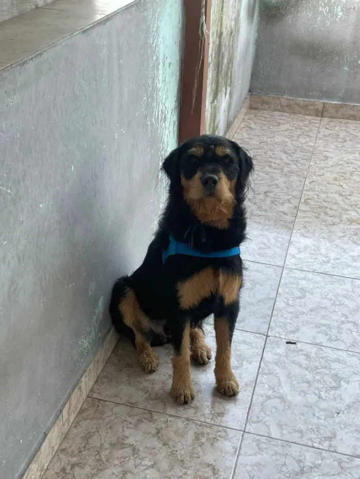 Cachorro raça SRD-ViraLata idade 7 a 11 meses nome Timão 