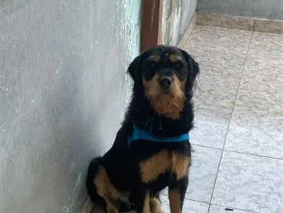 Cachorro raça SRD-ViraLata idade 7 a 11 meses nome Timão 
