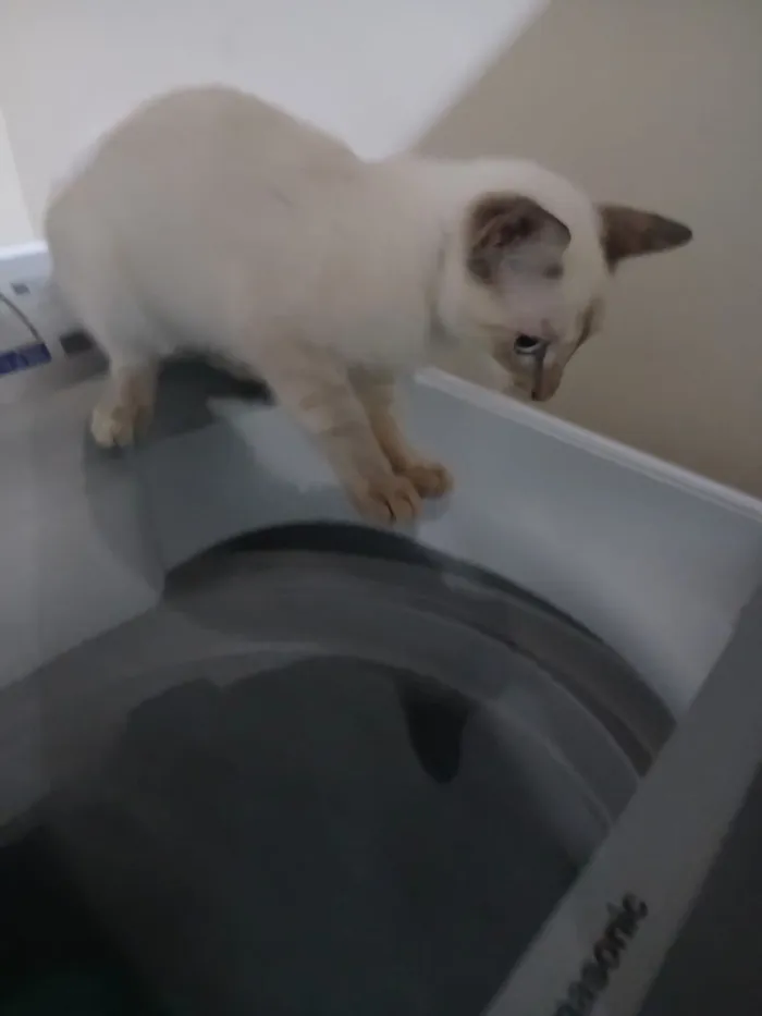 Gato raça SRD-ViraLata idade Abaixo de 2 meses nome Nina