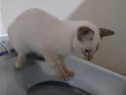 Gato raça SRD-ViraLata idade Abaixo de 2 meses nome Nina