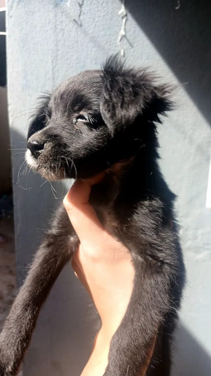 Cachorro raça SRD-ViraLata idade 2 a 6 meses nome sem nome 