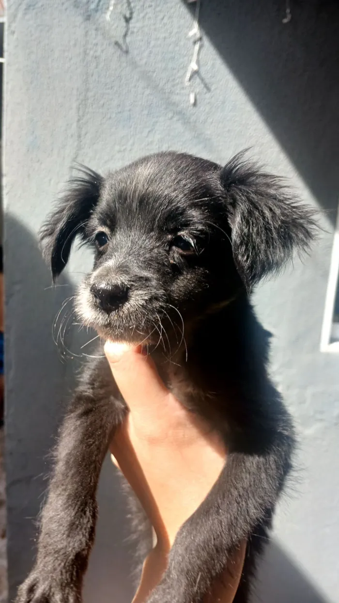 Cachorro raça SRD-ViraLata idade 2 a 6 meses nome sem nome 