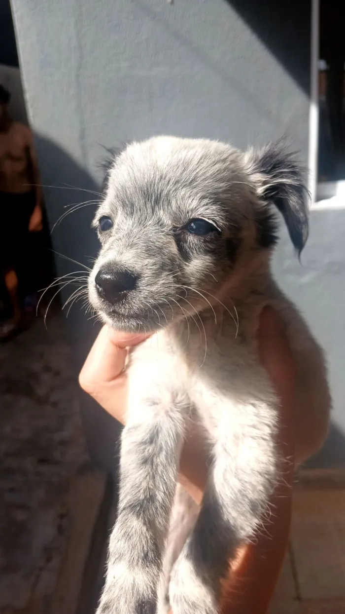 Cachorro raça SRD-ViraLata idade 2 a 6 meses nome sem nome 
