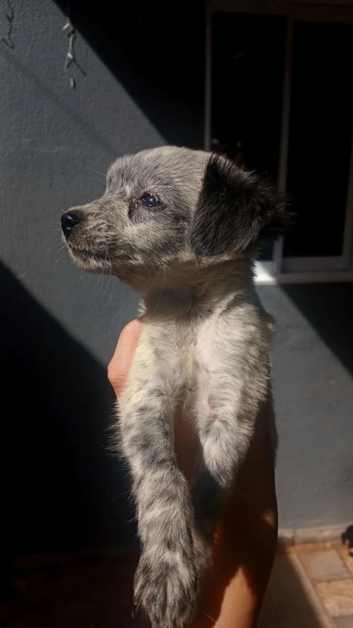 Cachorro raça SRD-ViraLata idade 2 a 6 meses nome sem nome 