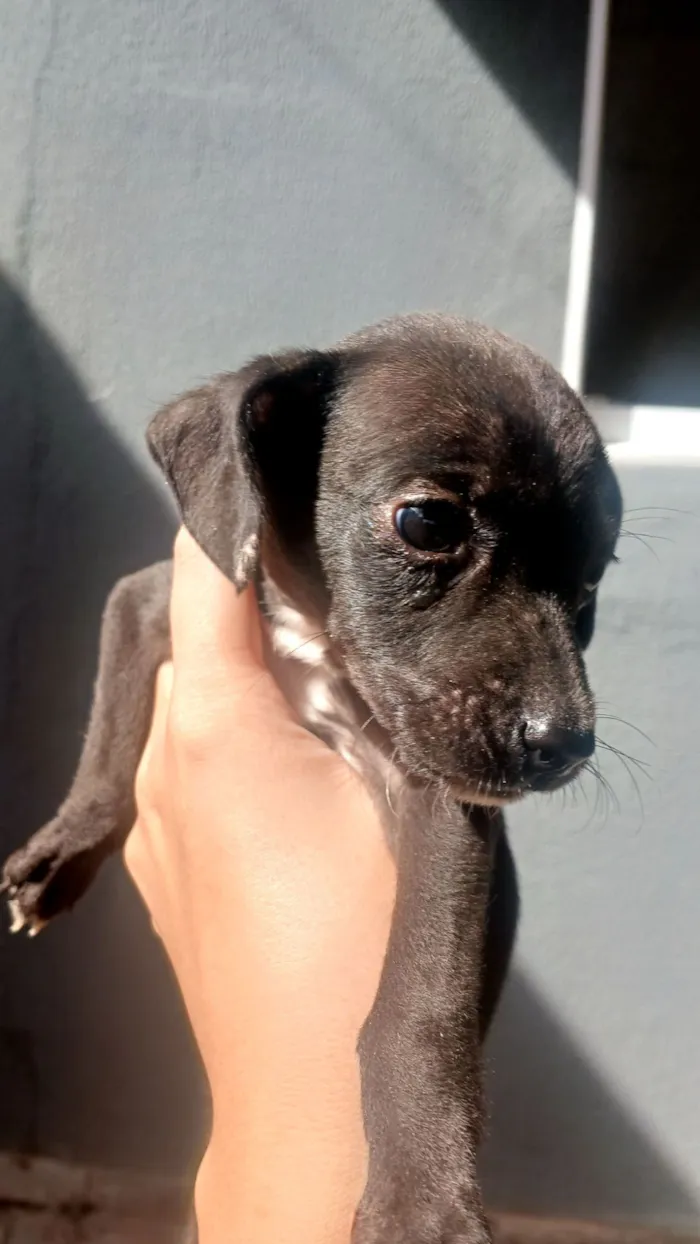 Cachorro raça SRD-ViraLata idade 2 a 6 meses nome sem nome 