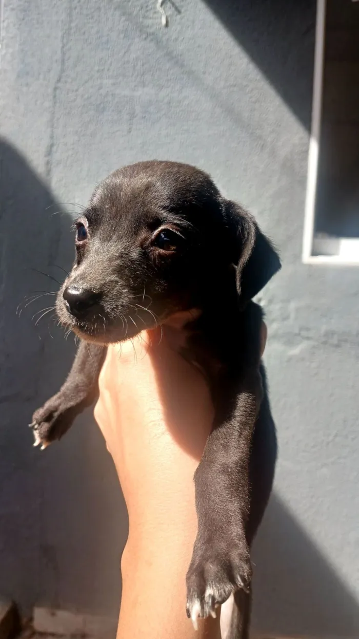 Cachorro raça SRD-ViraLata idade 2 a 6 meses nome sem nome 